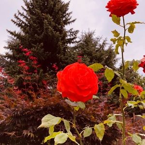 Meet your Posher, Nancy